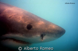 GREAT WHITE SHARK by Alberto Romeo 